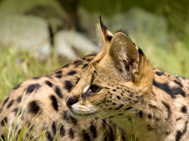 Serval laying in the grass