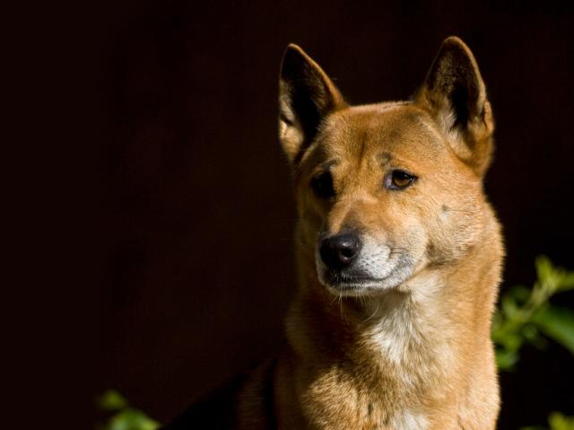 New Guinea singing dog looks off to the left as his background is darkened by midday shadows