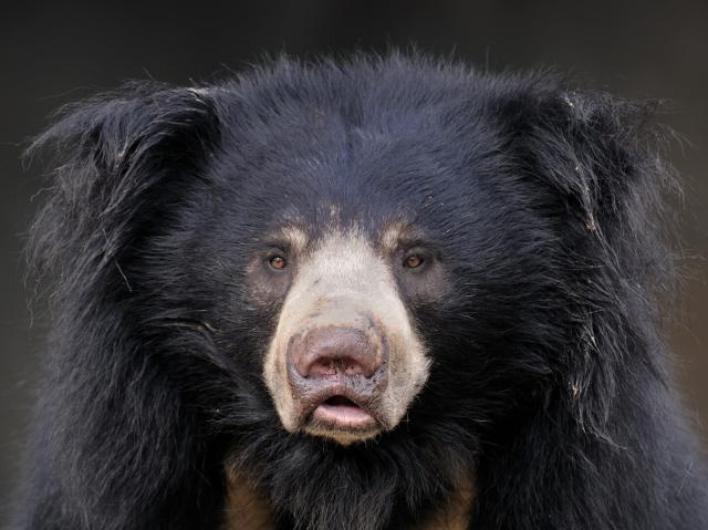 Closeup of a sloth bear's face straight on