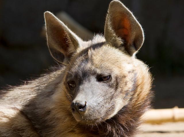 A striped hyena looks slightly to the left as is suns itself in front of its den