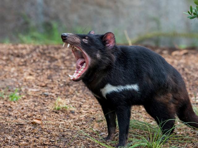 A Tasmanian devil opens its mouth wide to let out a growl