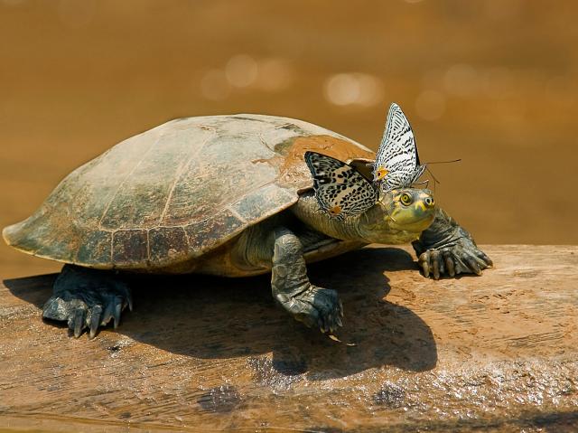 Turtle with butterflies, Amazon