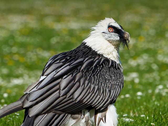 Bearded vulture (Gypaetus barbatus)