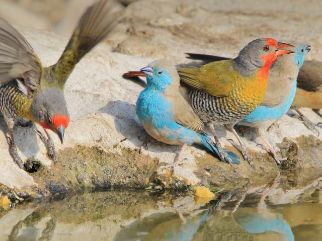 Colorful waxbills drinking at water's edge, Africa
