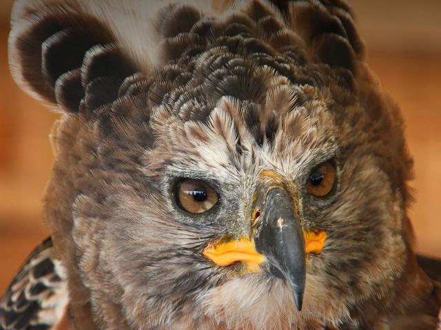 African crowned eagle