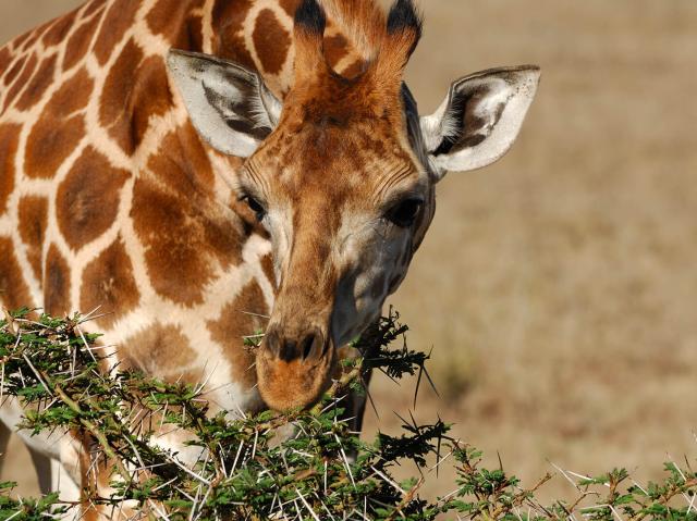 A giraffe dines on some thorny acacia leaves in Africa