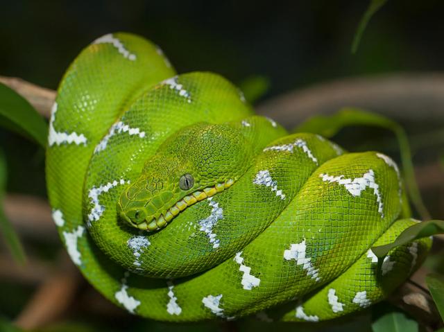 Emerald tree boa