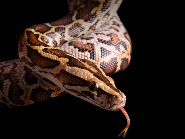 Burmeses python on black background