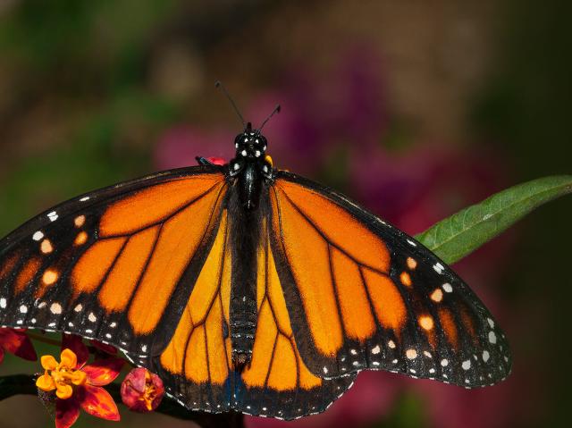 Monarch butterfly resting on green leaf