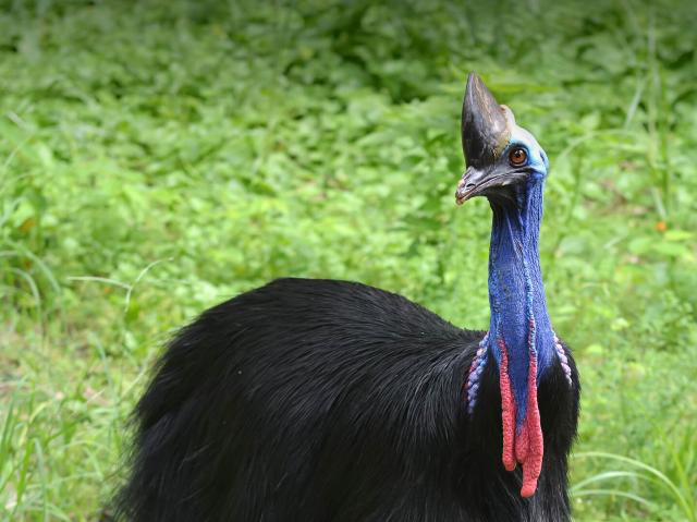 Cassowary standing in front of green grassy background