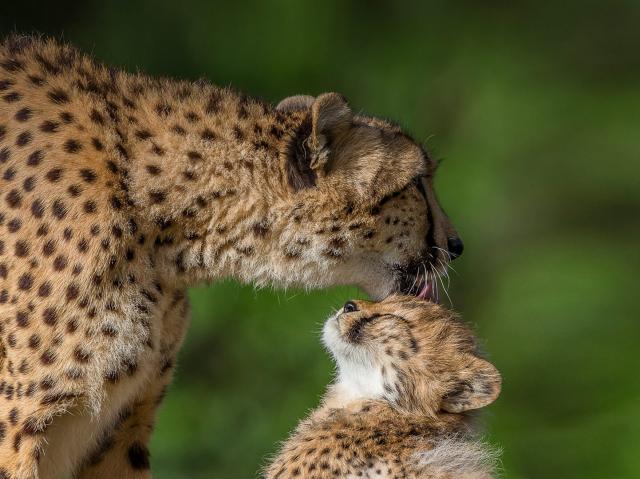 Mother cheetah grooming  young cub