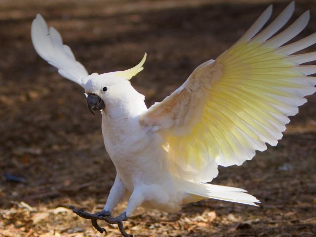 Sulphur-crested cockatoo landing on fallen leaves.