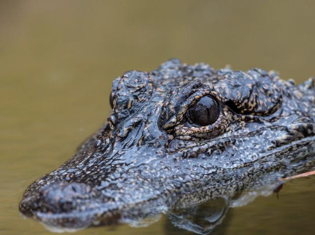 A Chinese dwarf crocodile floating half-submerged in water