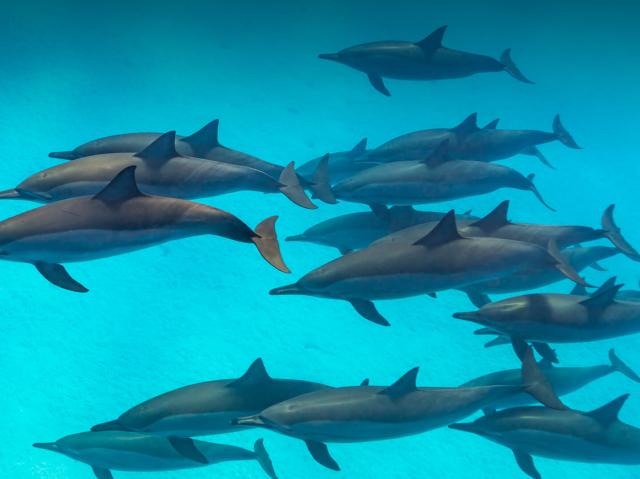 A large pod of Spinner dolphins swimming in clear turquoise water