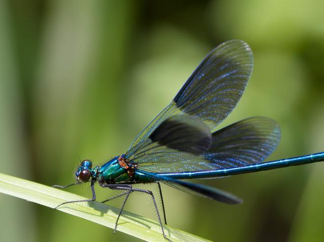 Banded Demoiselle (Calopteryx splendens) Male