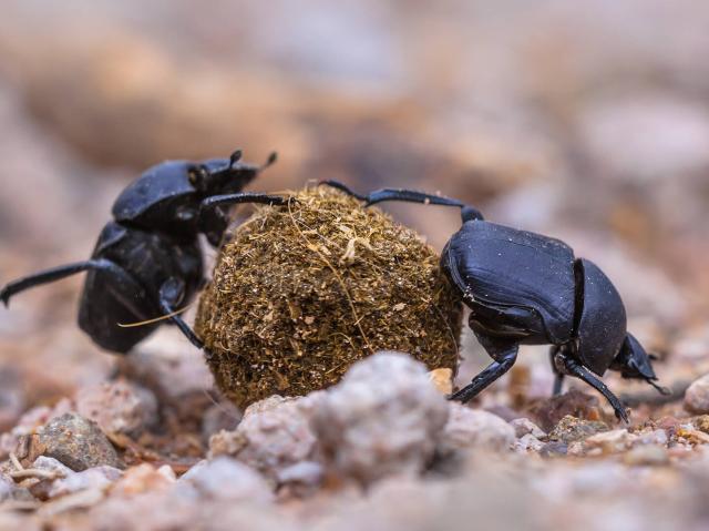 Two dung beetles rolling a ball of dung on gravel