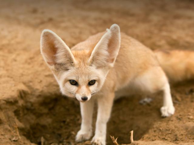 Fennec fox standing over hole in dirt
