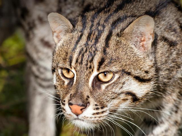 Fishing cat prowling through tall grass reeds