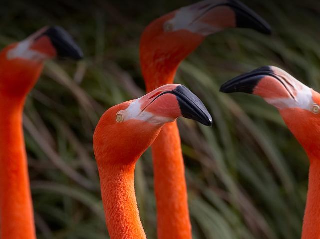 four flamingos stretch their necks up to the sky