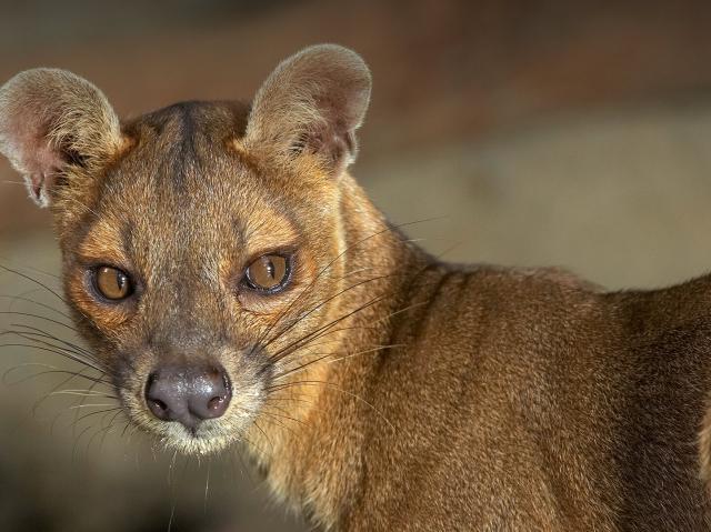 Closeup of a female fossa looking to the right