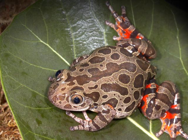 Red-legged kassina frog