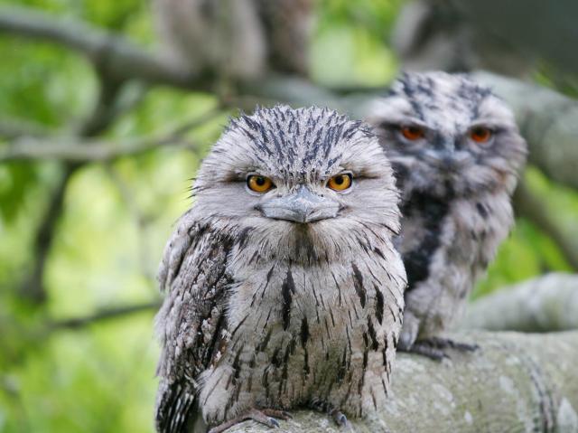 Frogmouths sitting on a tree branch,  looking straight at the camera