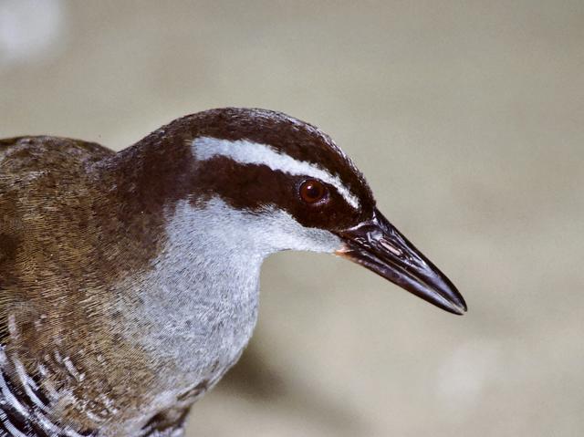 Side profile of a Guam rail