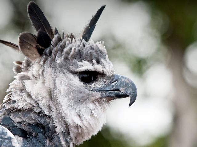 Harpy Eagle profile