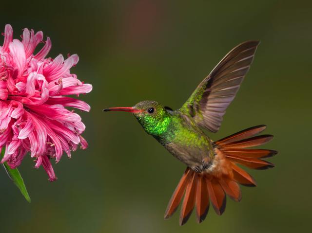 Costa Rican hummingbird