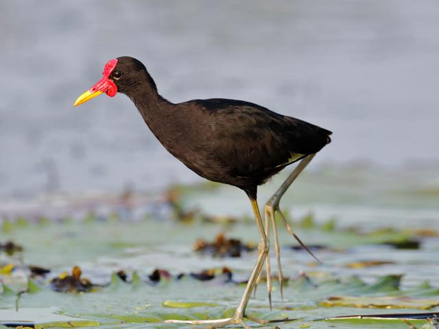Jacana walking on a lily pad.