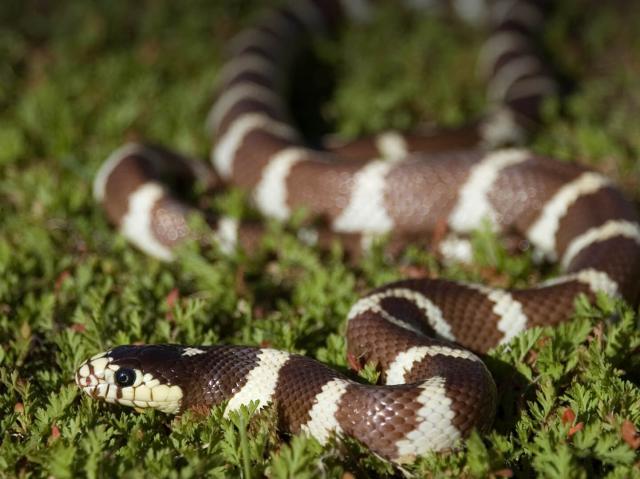 California kingsnake