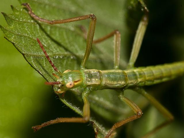 Juvenile Lord Howe island stick insect on green leaf