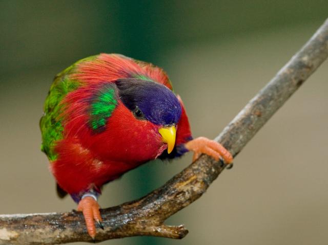 Rimitara lorikeet