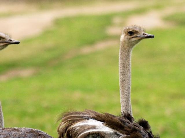 A pair of ostriches in front of a large green grassy field.