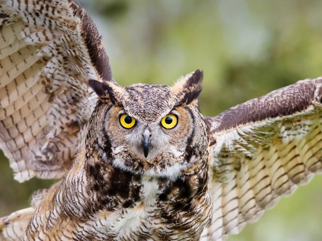 Great horned owl in flight.