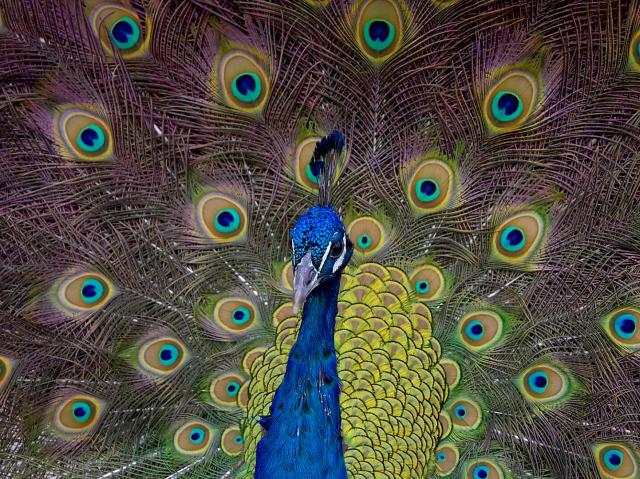 Peacock with tail feathers on display.