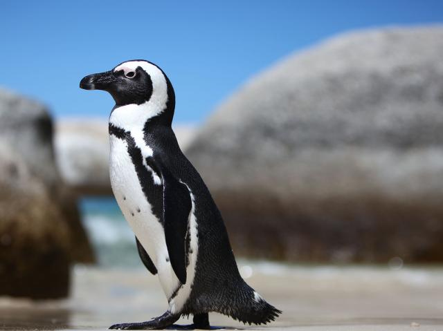 African penguin walking across beach in South Africa.