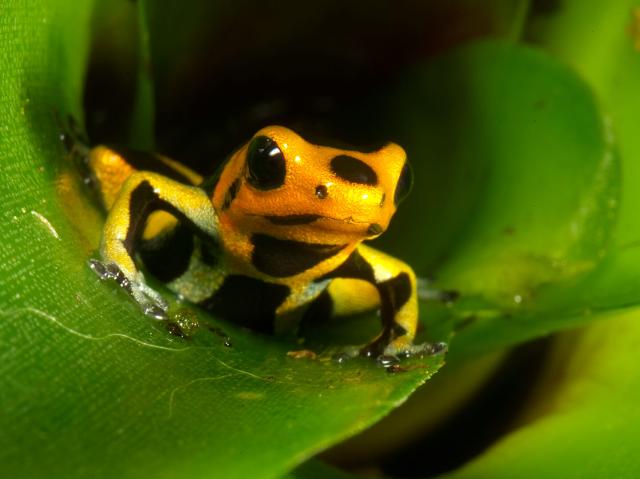 Yellow-banded poison frog