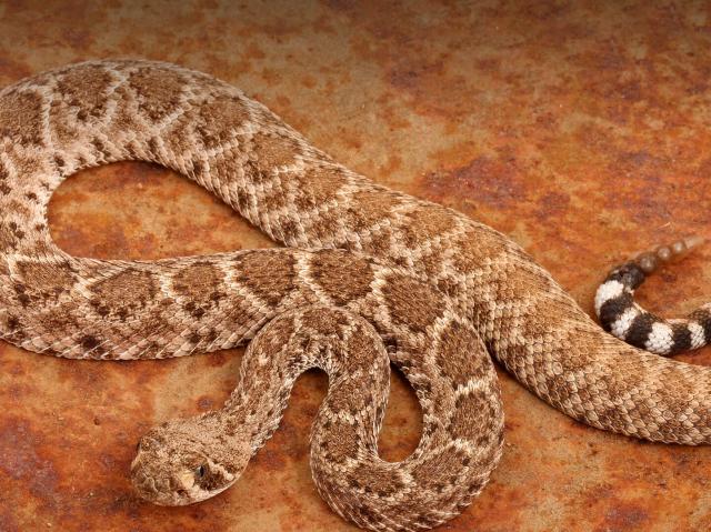Western diamondback rattlesnake on rust red stone
