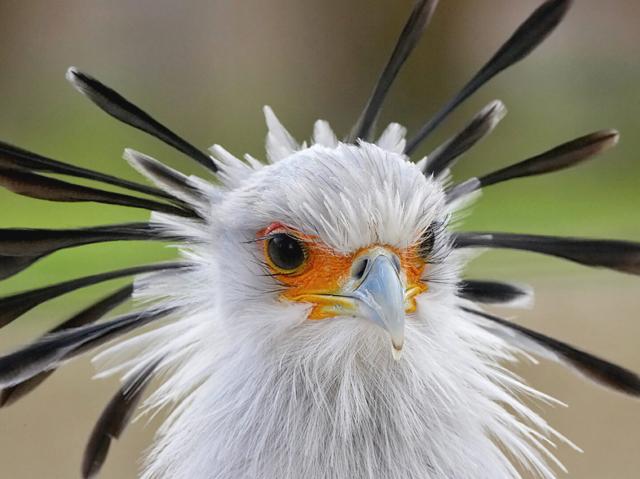Secretary bird displaying head plumage