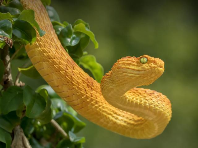 Yellow bush viper