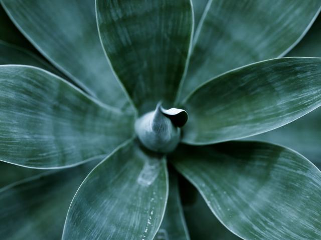 Agave