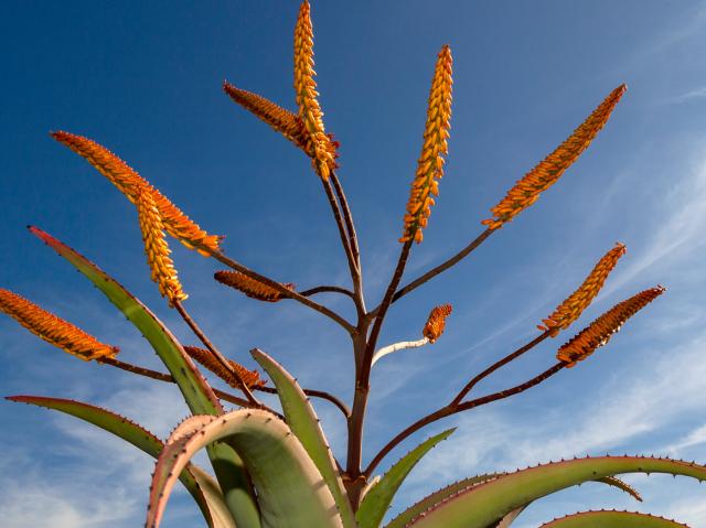 Aloe plant and flowers