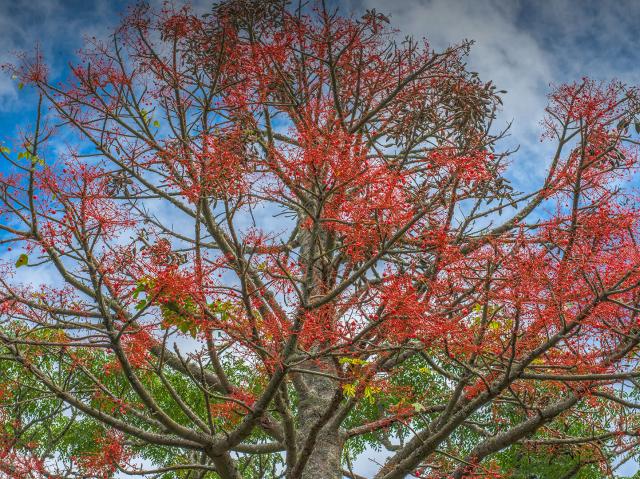 Illawarra Flame Tree