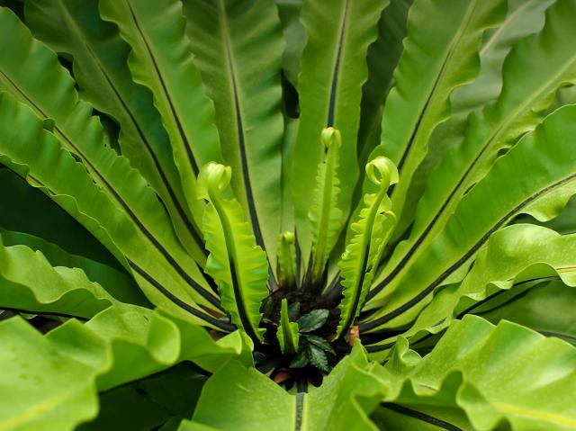 Bird's-nest fern