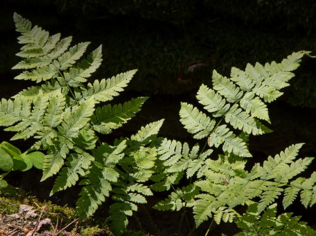 Oak Fern (Gymnocarpium dryopteris (L.) Newman
