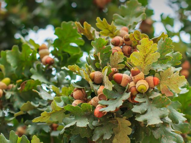 Acorns growing on an oak tree
