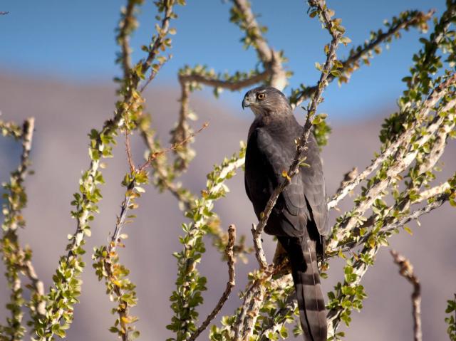 A hawk perches on an ocotillo in the desert.