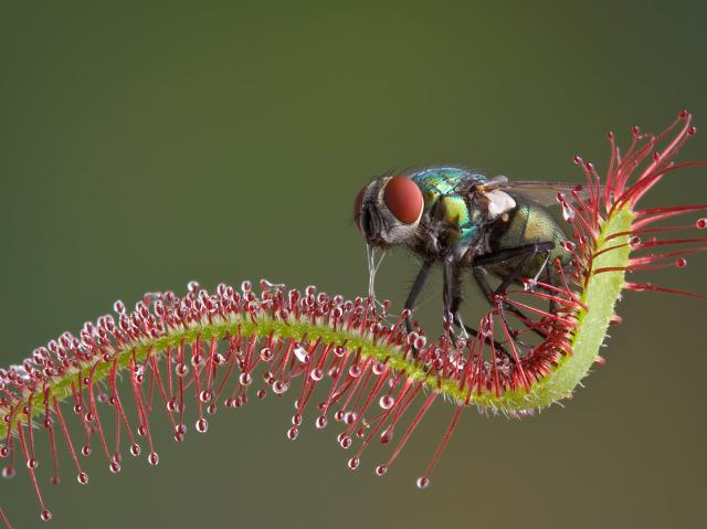 A common fly trapped by a sundew