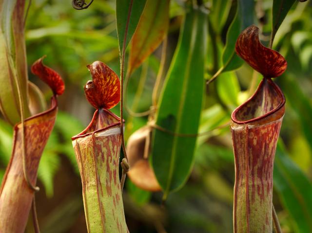 Three tropical pitcher plant "traps"